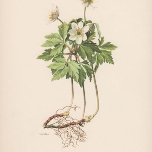 Show 307: Fly Poison, Lead Plant and Rue Anemone