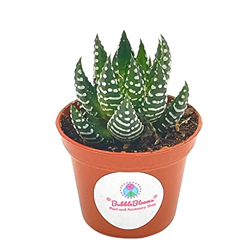 Zebra Haworthia Cactus, 2 Inch Succulent Haworthia Fasciata, Haworthia Attenuata #TOP25