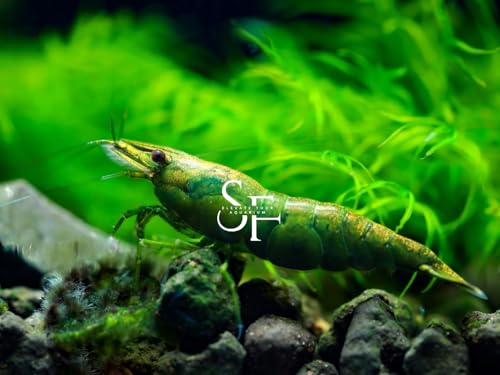 SF Aquatic™ 20 Premium Green Diamond Neocaridna Live Freshwater Aquarium