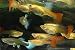 5 Assorted Color Female Guppies Live Freshwater Aquarium Fish
