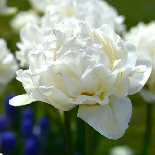 5 Tulipa Double White Bulbs - Spring-Flowering Tulip Bulbs for Your Garden - Large Snow-White Blossoms, Perfect for UK Climate Conditions