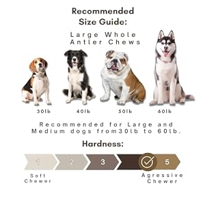 WhiteTail Naturals - Premium Elk Antler Chews for Large Dogs (1 Pack - Large) | Naturally Shed, Durable & Long-Lasting Antler Bone Chew Toy WhiteTail Naturals – Premium Elk Antler Chews for Large Dogs (1 Pack – Large) | Naturally Shed, Durable & Long-Lasting Antler Bone Chew Toy