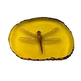 Faszinierend und lehrreich: Ein faszinierendes und pädagogisches Relikt aus einem vergangenen Alter, ein Zeichen der Naturgeschichte.