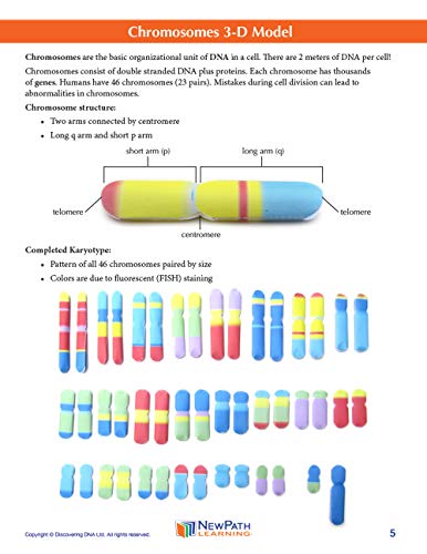 Image of Chromosomes 3-D Paper Model Making Kit - Individual Student Edition (17-7714)