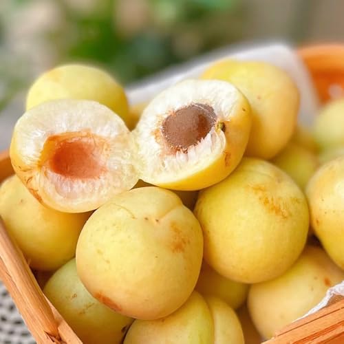 Semillas de albaricoquero, semillas de albaricoque, semillas de Prunus armeniaca, semillas de para jardin fresca 8pcs