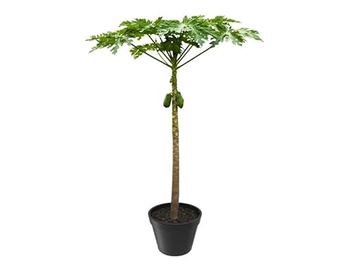 Árbol de Papaya | DECOALIVE | Planta Natural | Árbol Frutal de Exterior Que Produce Frutas
