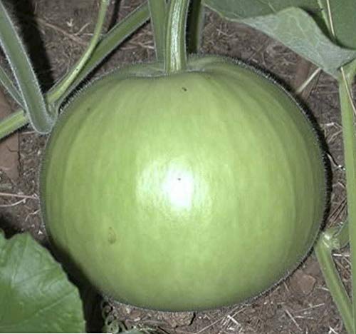 Biocarve Seeds Bottle Gourd Round - Pack of 20 Seeds (B01ALCN1P2) Amazon Price History, Amazon Price Tracker