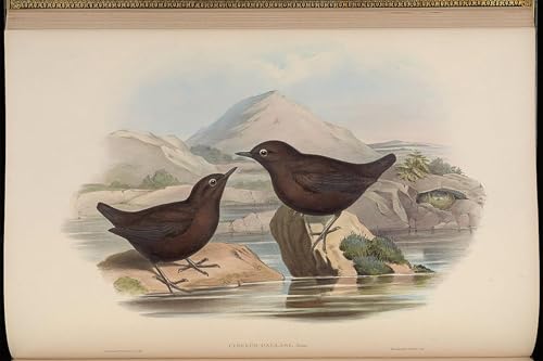 Cuadro en Lienzo de Alta Definición Impresión Antirreflejos Cinclus Pallasii 60x90