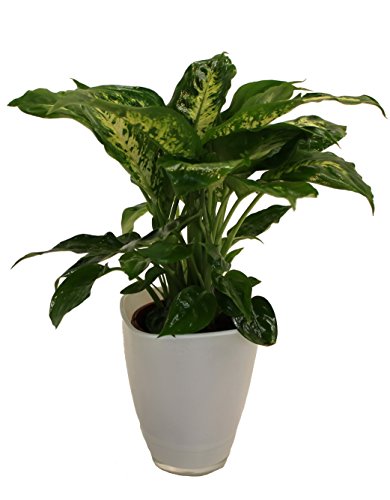 Dieffenbachia mit Dekotopf, weiß, Zimmerpflanzen