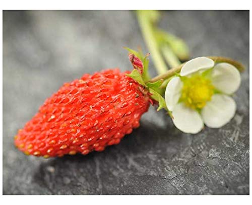 PREMIER SEEDS DIRECT - ALPINE STRAWBERRY BARON VON SOLEMACHER 1600 FINEST SEEDS