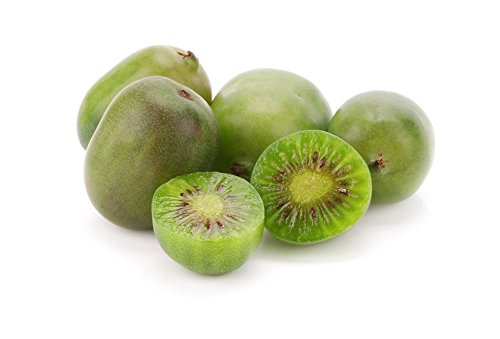 Rarität - Kiwibeere - Mini Kiwi - Kiwipflanze - Actinidia arguta Issai - selbstfruchtend - Winterhart - Gesamthöhe 60cm - Topf 2 Ltr. [4600]