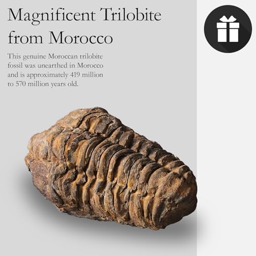Image of Calymene Trilobite Fossil from Morocco, Real Fossils for Adults, Fossil Enthusiasts, Trilobites Fossils Paleontology Gifts for Men Women, Fossil kit Trilobite Specimen with Display Frame & Fact Sheet