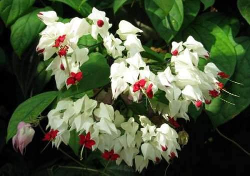 BONOBITHI Bleeding Heart Vine (Clerodandrum Thomsoniae) Asian bleeding-heart Flower Plant Creepers & Climbers Flower Plant Indoor Outdoor Living Plants Pack of 1 (B0BSHG8CNL) Amazon Price History, Amazon Price Tracker