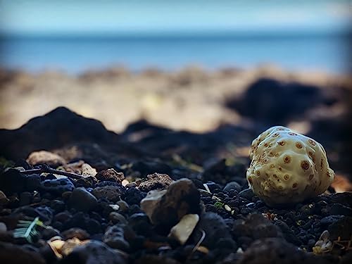 2 pack pure hawaiian noni juice original amp authentic made with 100 noni fruit no added flavors not from concentrate premium superfood