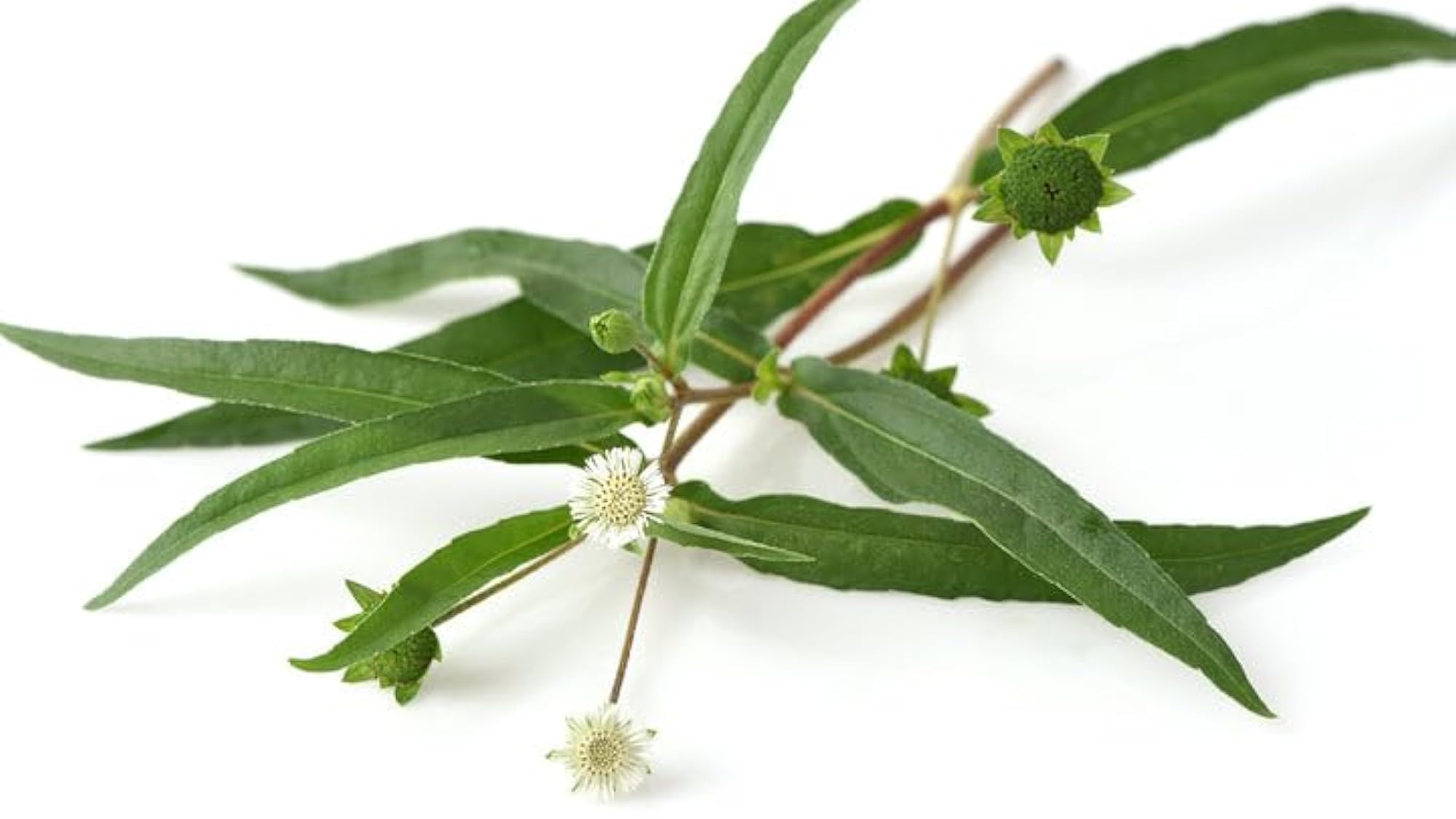 Dry Bhringraj Leaves, 100g Pack for Herbal Use