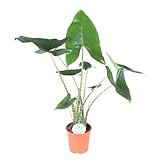 Harro's Pflanzenwelt