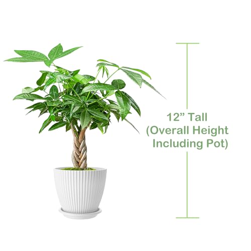 Live Plants Money Tree, 12" Total Height (Pot + Tree), Easy to Grow Houseplant, Indoor Bonsai Potting in White Plastic Pot, Home Office Decor, Birthday Housewarming Gift
