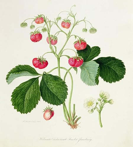 Affiche fraise ancienne de William Hooker décoration salon vintage élégante en toile 60x90