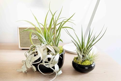 Miniatura 6 de Air Plant Shop Planta de aire grande ensamblada para jardín, al por mayor y a granel, suculentas, Tillandsia viva, plantas de interior y exterior de