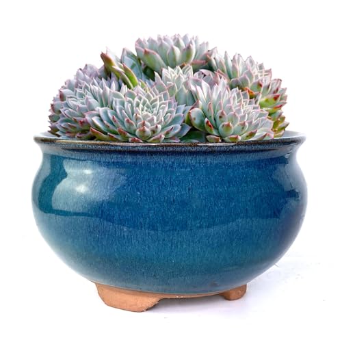 Summer Impressions 8 Inch Succulent Pot with Drainage and Saucer