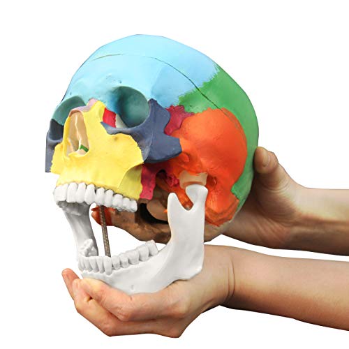 Image of VAL218 Colored Human Skull | 3parts, Life-Size | Contrasting Colors to Distinguish Various Bony Plates | Sectioned Skull Cap, Joints, Fissures and Processes | W Manual