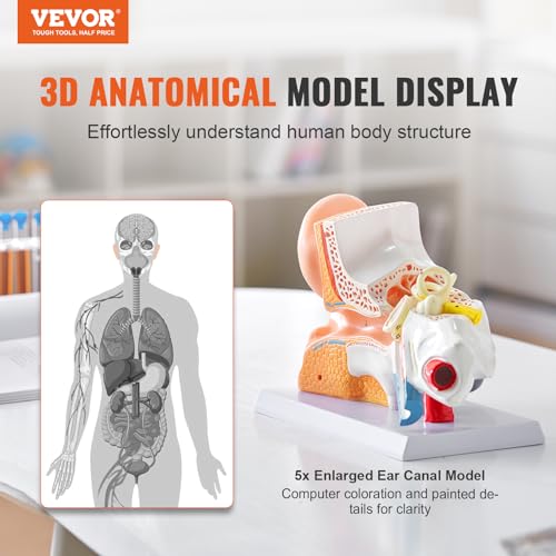 VEVOR Human Ear Anatomy Model, 5 Times Enlarged Human Ear Model, PVC Plastic Anatomical Ear Model for Education, Human Ear Anatomy Displaying Outer, Middle, Inner Ear with Base, 3pcs (2 Removable)