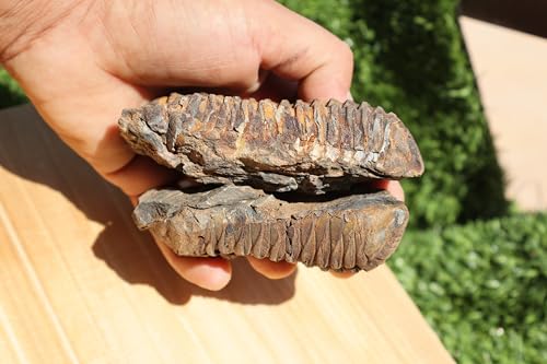 Image of 2PCS Calymene Trilobites Flexicalymene Ordovician Fossil Trilobites A5