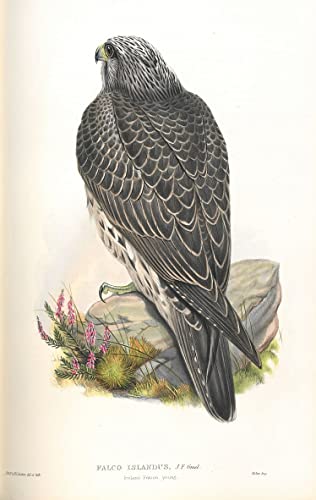 Animal oiseau illustration Falco Islandus peinture de décoration 60x90cm