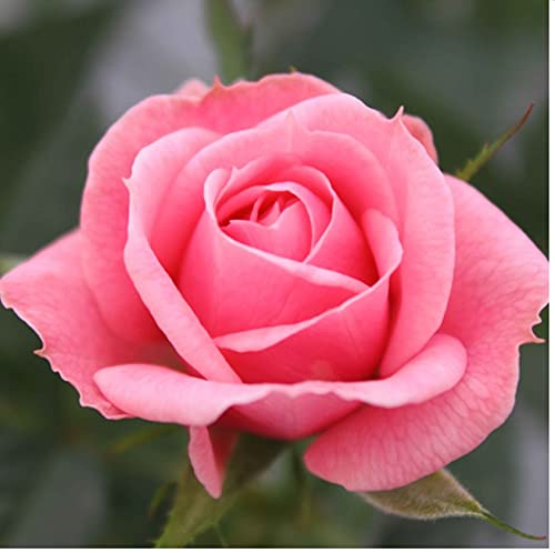 Rose - Patio Rose - 10.5cm (1, Pink)