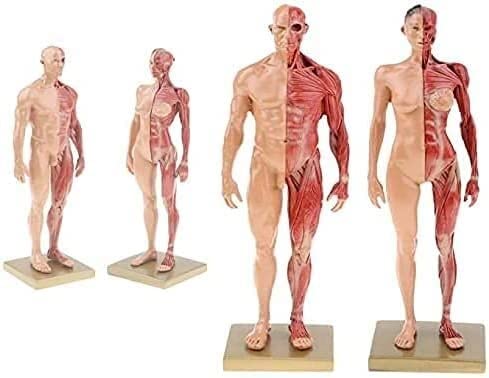 Amazon.co.jp: Aoguzhao 人体モデル 人体模型 30cm 男性 女性 1
