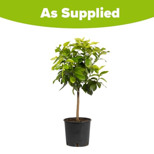 YouGarden Citrus Lemon Tree, Approximately 70-90cm Tall in 4 Litre Pot, Citrus Fruit Tree, House Plant, Conservatory or Garden Plant, Low Maintenance