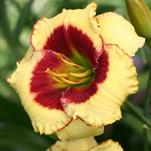 Cuidado fácil, Rizomas Hemerocallis, Habitaciones Purificadoras De Aire Multicolor, Muy Abejos, Jardín, Top azucenas Resistentes, ﻿-15bulbos-E