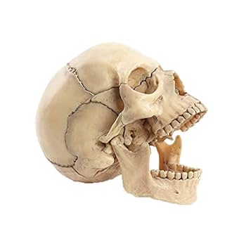 Amazon.co.jp: 頭蓋骨 頭蓋骨模型 骸骨 模型 顎関節 歯模型 骨格