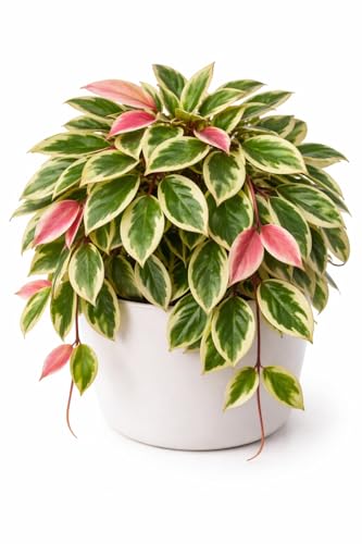 Hoya Crimson Princess Live Plant 2 Inch Starter Pot Variegated Wax Plant with Pink New Growth Easy Care Indoor Houseplant