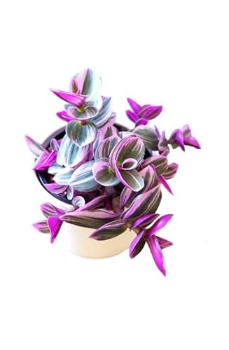 Nanouk Natural Planta Tradescantia de Condiciones Ambientales Fáciles de Proporcionar Cover