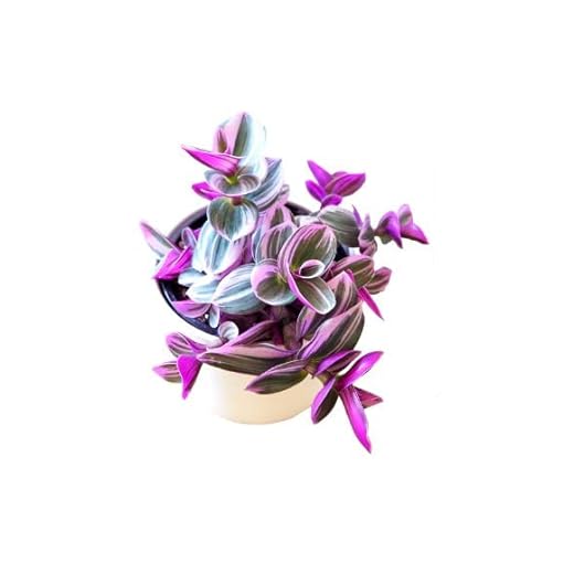 Nanouk Natural Planta Tradescantia de Condiciones Ambientales Fáciles de Proporcionar