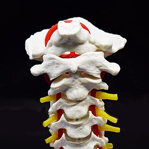 Modelo de vértebra cervical humana: anatomía detallada para el estudio 5