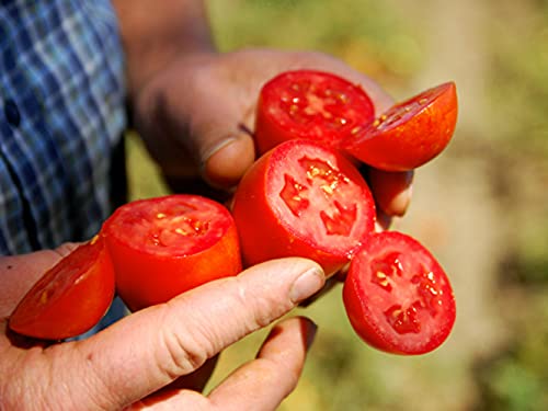 Bianco DiNapoli Whole Peeled Organic Tomatoes, 28 oz