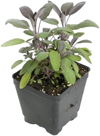 Salvia (Salvia Officinalis) - Planta Natural Aromática