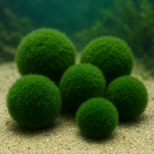 Daxton-Plant Moosball Cladophora aegagropila, 5 Stück, Aquarium-Dekopflanze für Süßwasser, Garnelen & Nano-Aquarien