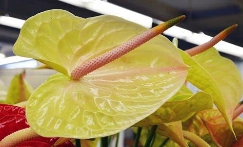 Miniatura 1 de Semillas frescas de plantas de anturio 100pcs para plantar azul cielo azul