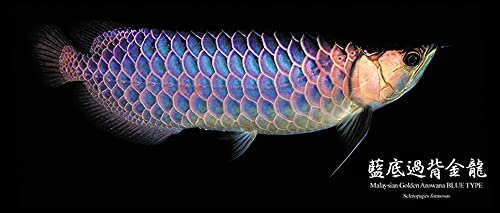 Amazon.co.jp: 藍底過背金龍のブラックマグカップ：フォトマグ（世界の