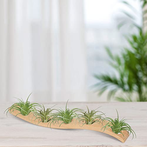 Perfin 2 Pack Air Plant Holder Unique, Wooden Decorative Hanging Air Plant Hanger Wall Planter With Rope For Home Office Decors… #TOP6