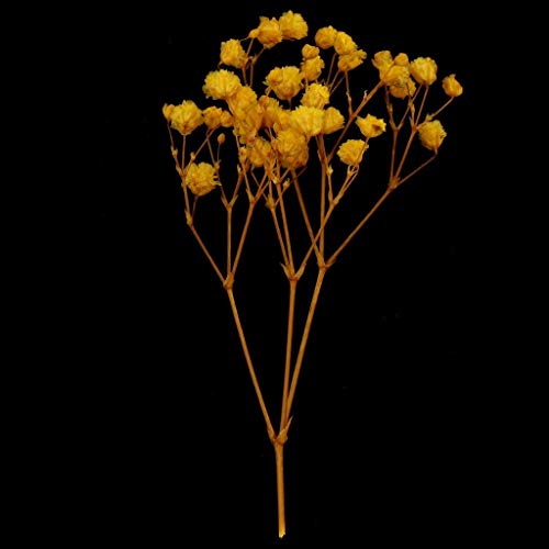 Flores secas prensadas naturales para manualidades - Amarillo miniatura 4