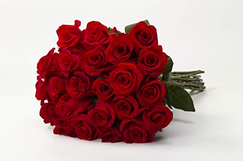 Rose Delivery by BloomsyBox - Two Dozen Perfect Red Freedom Rose Hand-Tied, Long