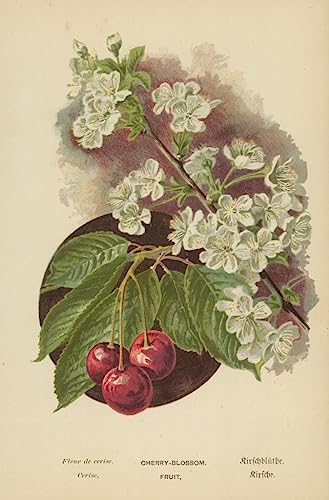 Peinture sur toile fleur de cerisier William Henry Boot poésie florale 60x90