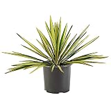 Yucca 2.25 Gal. Color Guard Yucca Plant