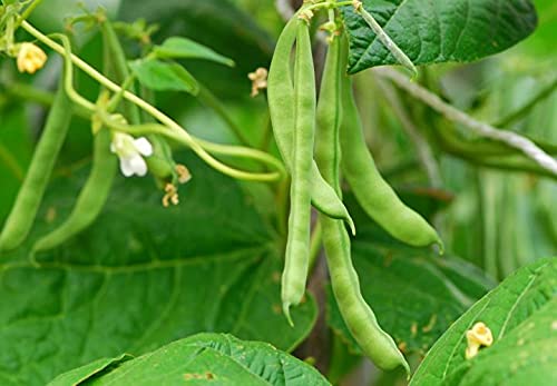 SRI SAI FORESTRY Organic Climbing Beans Seeds Farash Fansi Gavar Goruchikkudu vegetable seeds Pack of 50 for Home Garden (B094R3DY4Y) Amazon Price History, Amazon Price Tracker