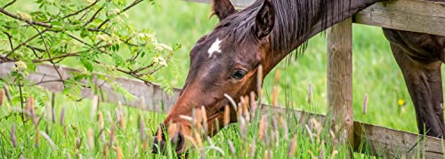 SaluVet ColoSan | 100 ml | Zugelassenes Arzneimittel für Pferde, Rinder, Schweine, Schafe, Ziegen, Kaninchen und Hunde | Bei futterbedingten Blähungen und Magen-Darm-Störungen