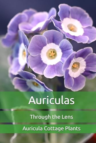 Auriculas: Through the Lens
